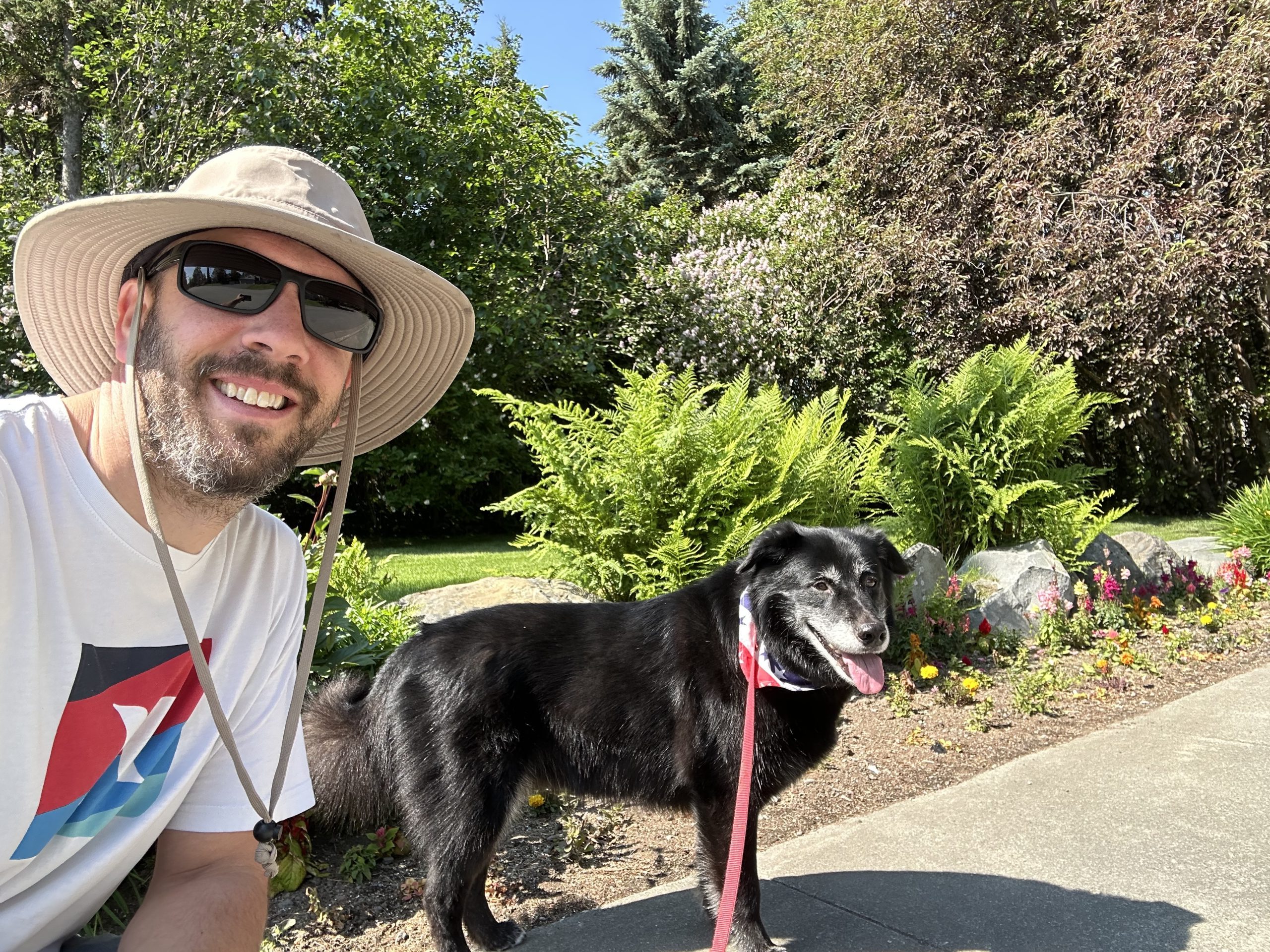 weekly dog walks